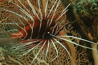 pterois antenata
